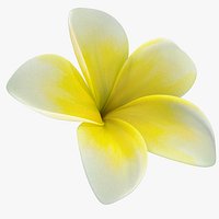 Plumeria Yellow Tropical Flower Hawaiian Lei