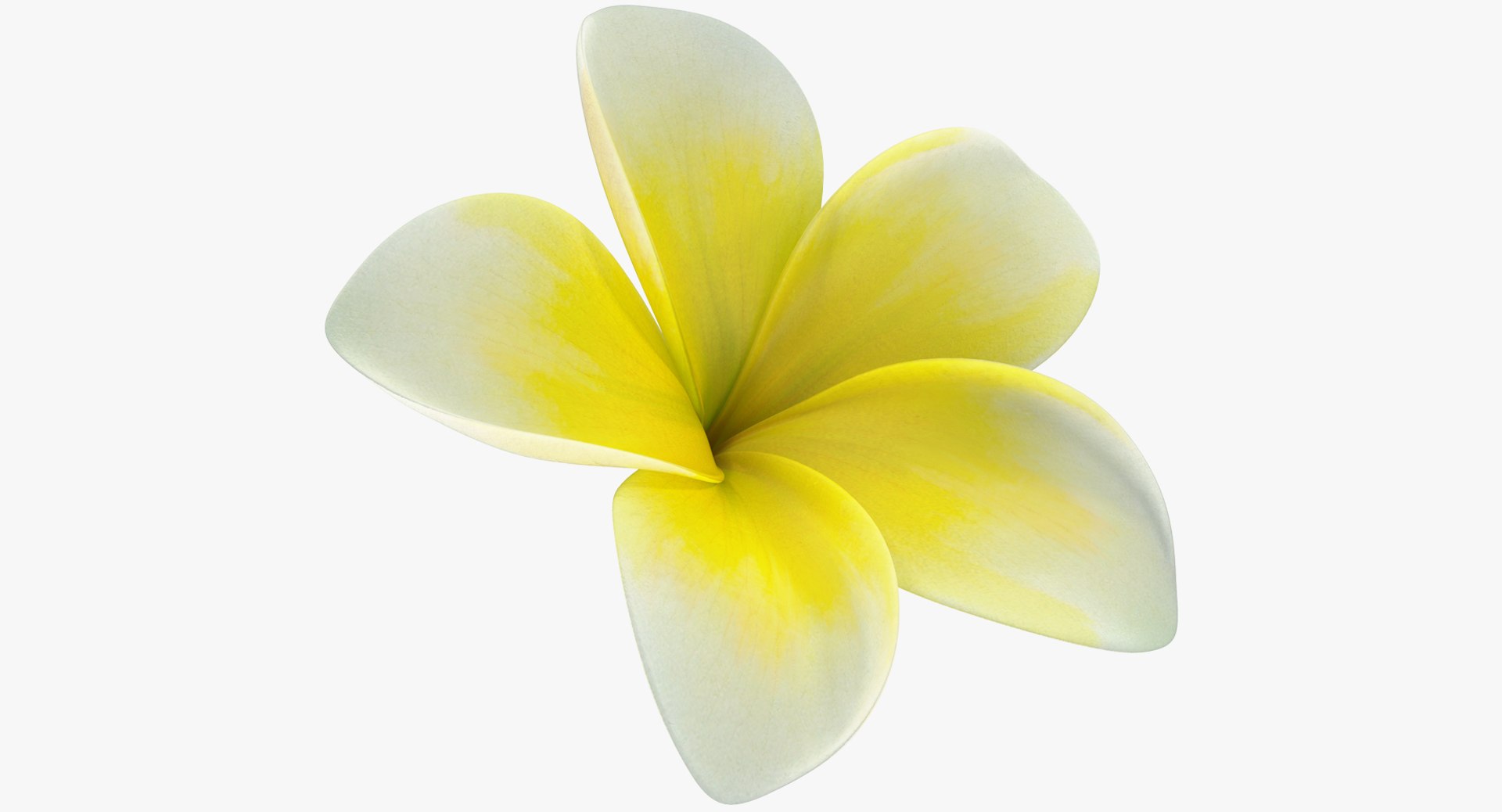 Plumeria Yellow Tropical Flower Hawaiian Lei 3D model preview