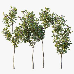 3D model AV Plant Ficus Carica Feige Fig Fruit Tree 01