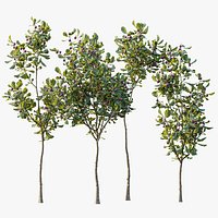 AV Plant Ficus Carica Feige Fig Fruit Tree 01