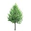 Tilia Greenspire 01