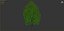 Tilia Greenspire 01