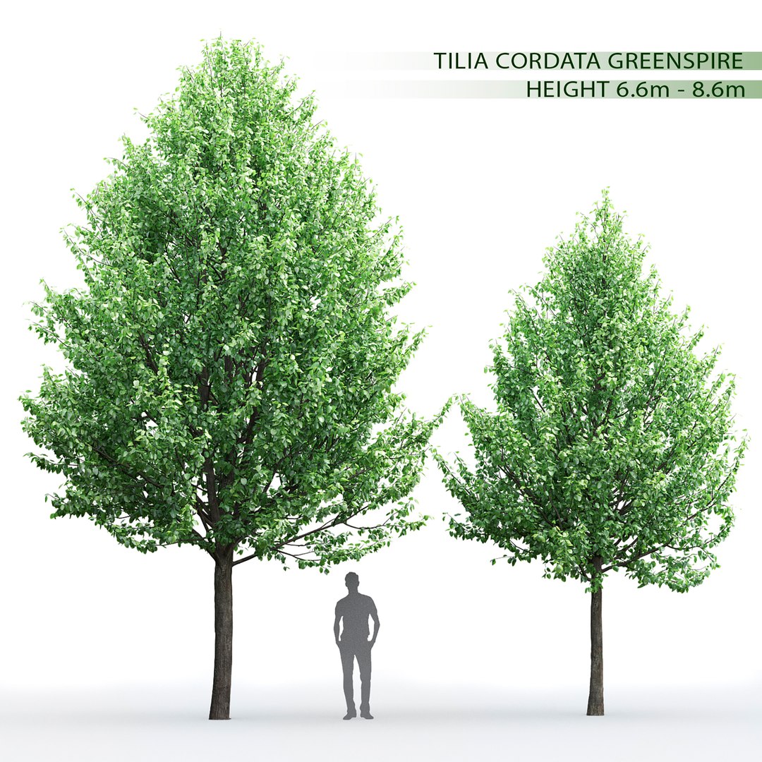 3D tilia greenspire model https://p.turbosquid.com/ts-thumb/Ix/z5C3Vi/fm/ghtdm.1/jpg/1615011199/1920x1080/fit_q87/7624a1a8cdee5ef3d8bf181f6b67ad376133864d/ghtdm.1.jpg
