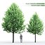 Tilia Greenspire 01