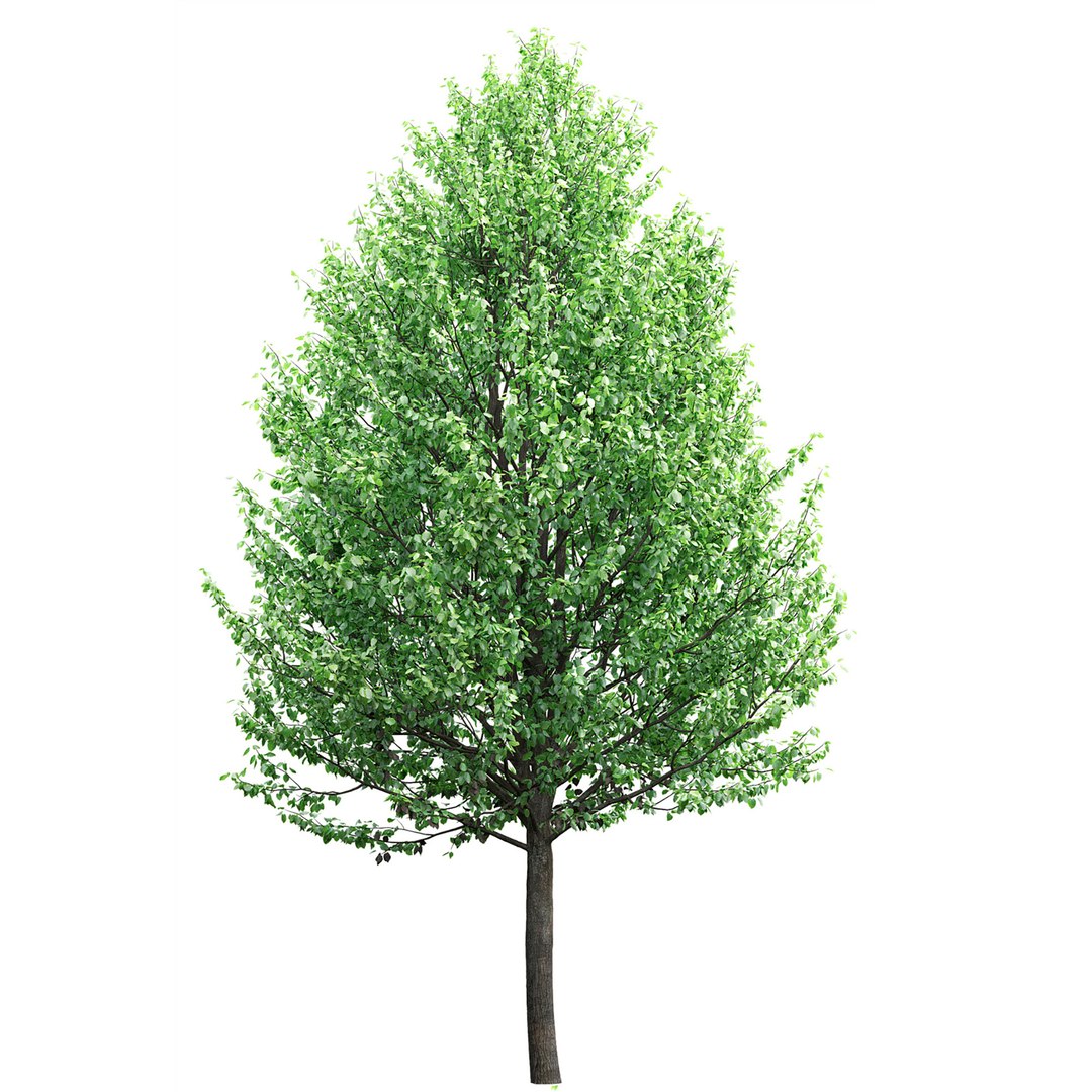 3D tilia greenspire model https://p.turbosquid.com/ts-thumb/Ix/z5C3Vi/gL/3/jpg/1615011198/1920x1080/fit_q87/e095622f31f203e5d33b0db8509645872ba63afe/3.jpg