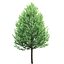 Tilia Greenspire 01