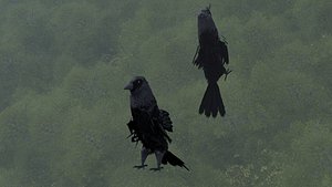 Crow 3D