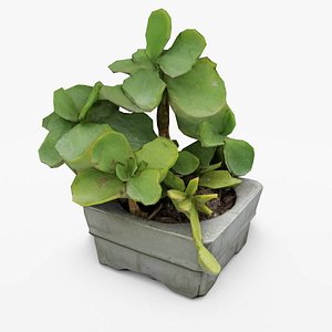 leaf succulent concrete pot plant model