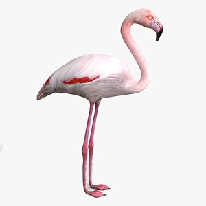 Flamingo