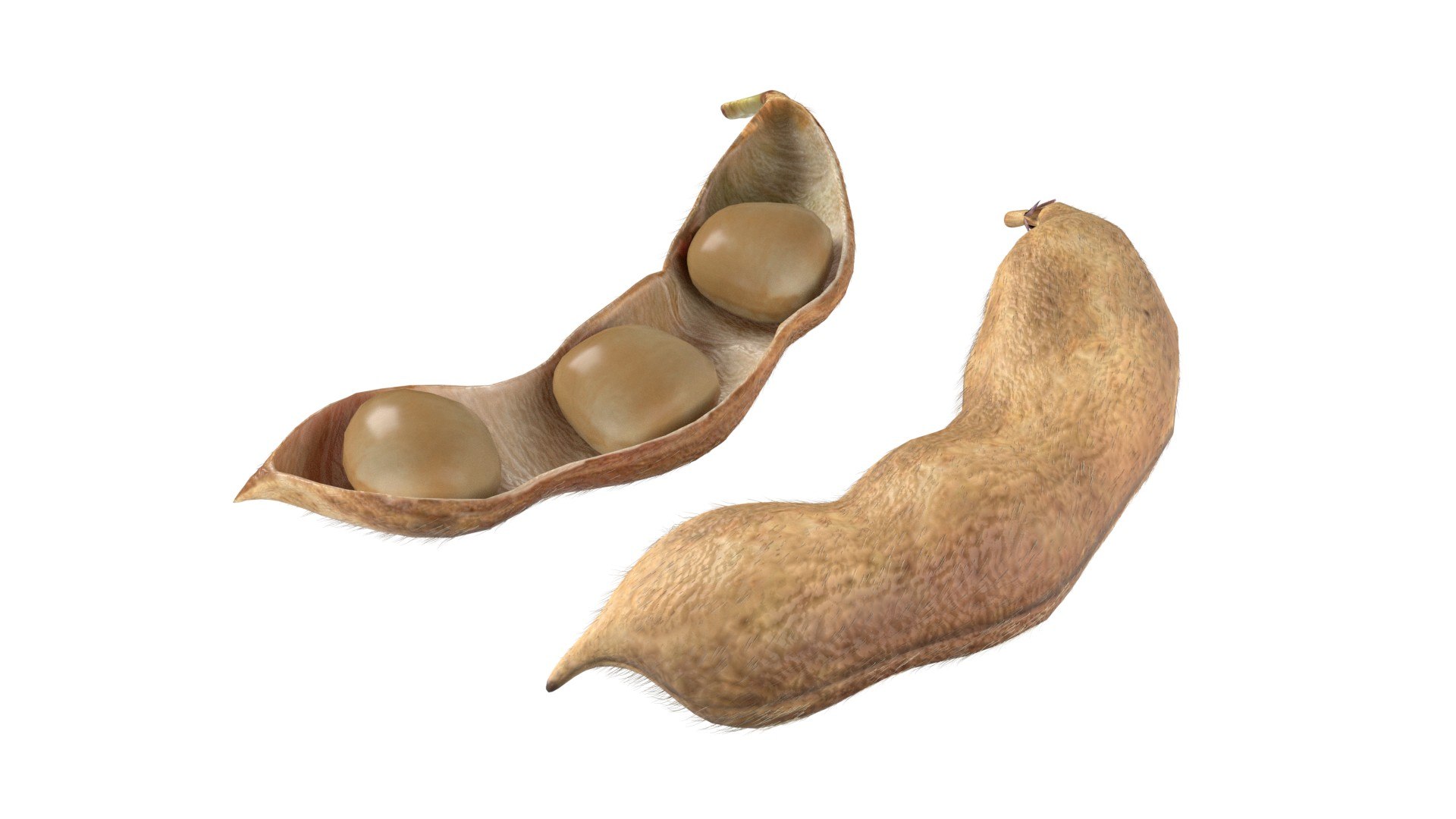 Soybean seed pod dried 3D https://p.turbosquid.com/ts-thumb/Iy/6advRr/5A/2/jpg/1745466065/1920x1080/fit_q87/e8dca3811214adff9be04bbc204b7bb44c1786a3/2.jpg