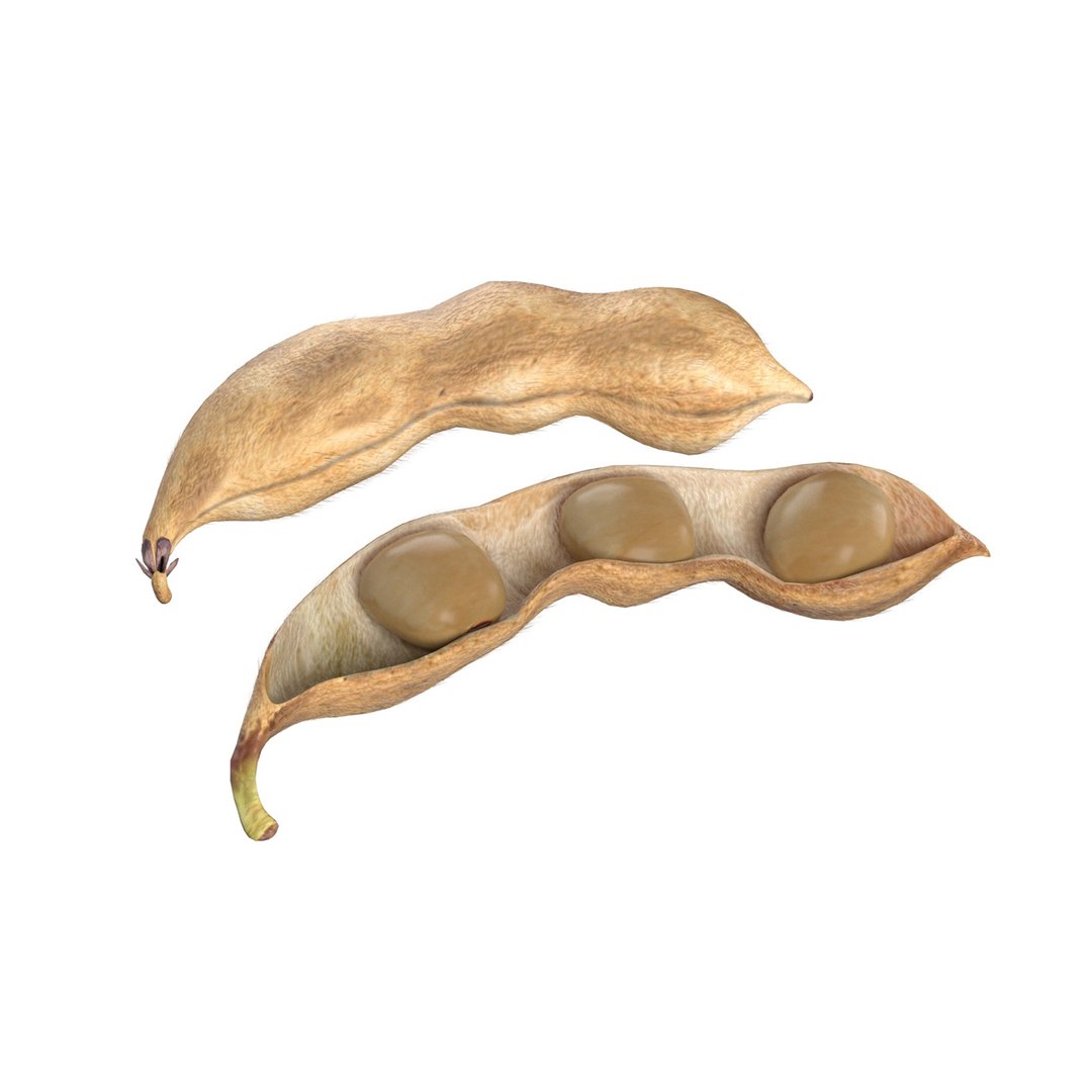 Soybean seed pod dried 3D https://p.turbosquid.com/ts-thumb/Iy/6advRr/F6/squid/jpg/1745466071/1920x1080/fit_q87/f7a28338004ef7c7f55c3a0f81d0987cff769224/squid.jpg