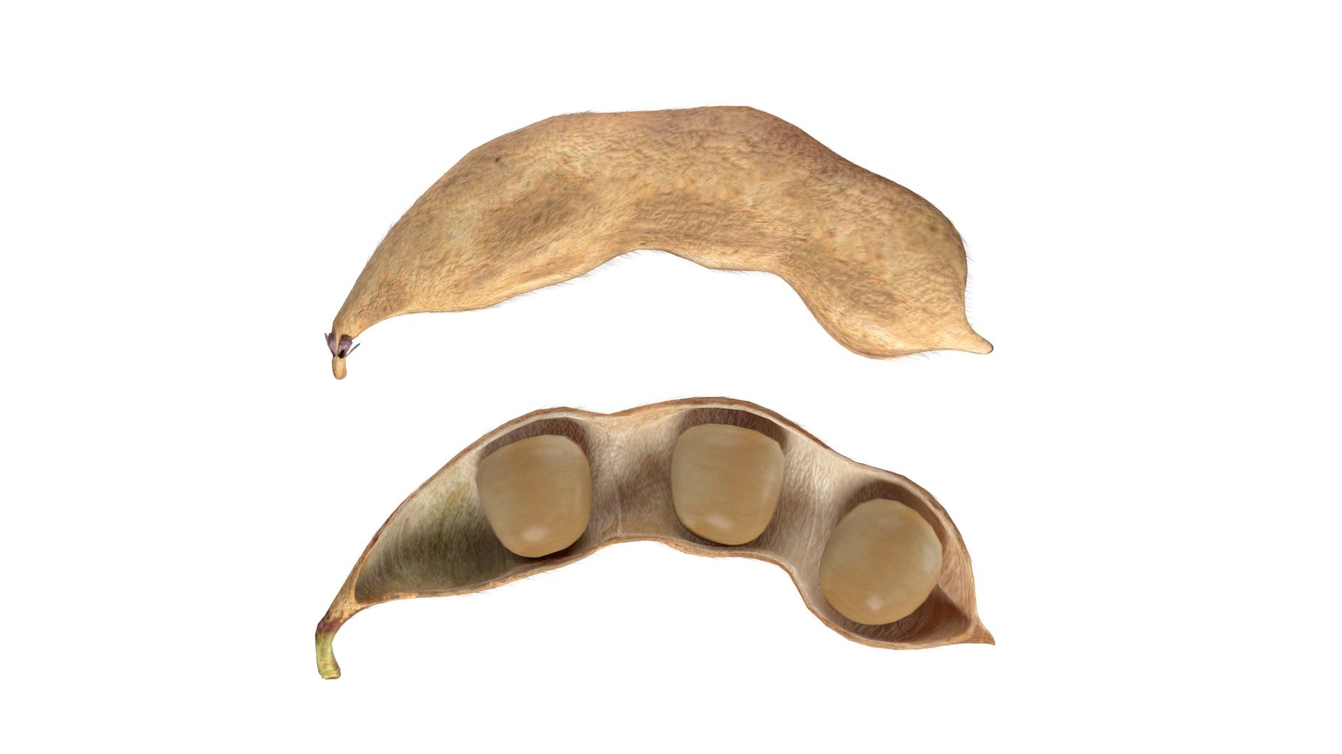 Soybean seed pod dried 3D https://p.turbosquid.com/ts-thumb/Iy/6advRr/MG/4/jpg/1745466067/1920x1080/fit_q87/51f6de91f14cd7d3d62f1f0dc9f5bb3c33cc6d25/4.jpg