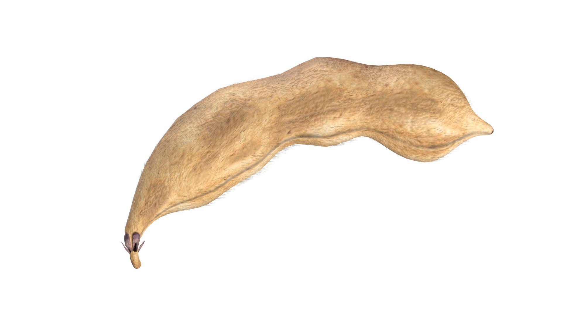 Soybean seed pod dried 3D https://p.turbosquid.com/ts-thumb/Iy/6advRr/NG/7/jpg/1745466070/1920x1080/fit_q87/144a5556f33c2831c109823dd3ac2eaeb2742f7a/7.jpg