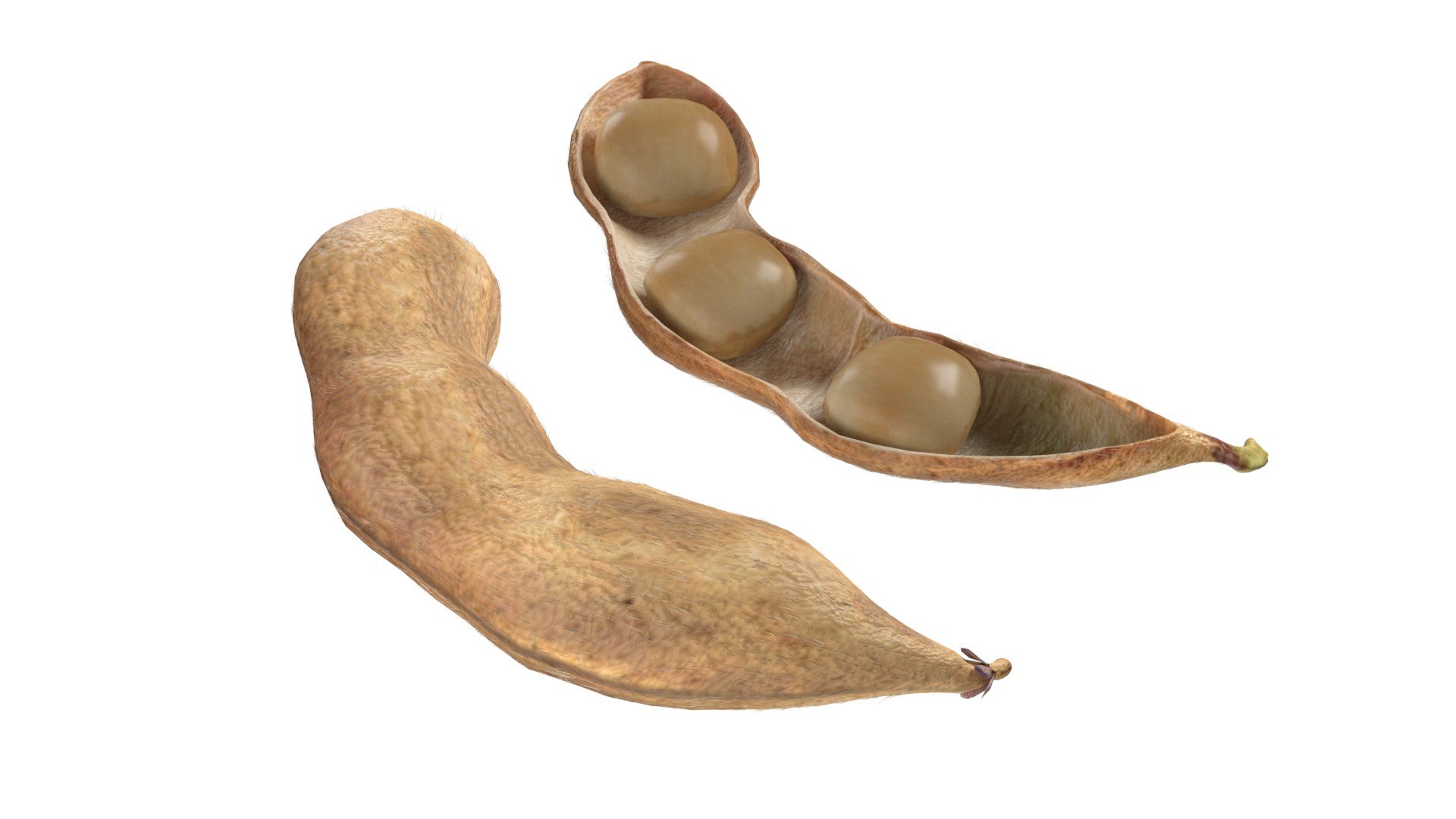 Soybean seed pod dried 3D https://p.turbosquid.com/ts-thumb/Iy/6advRr/Vv/3/jpg/1745466066/1920x1080/fit_q87/ad423aba019d8139f7f5052f3e1120650edf6ec9/3.jpg