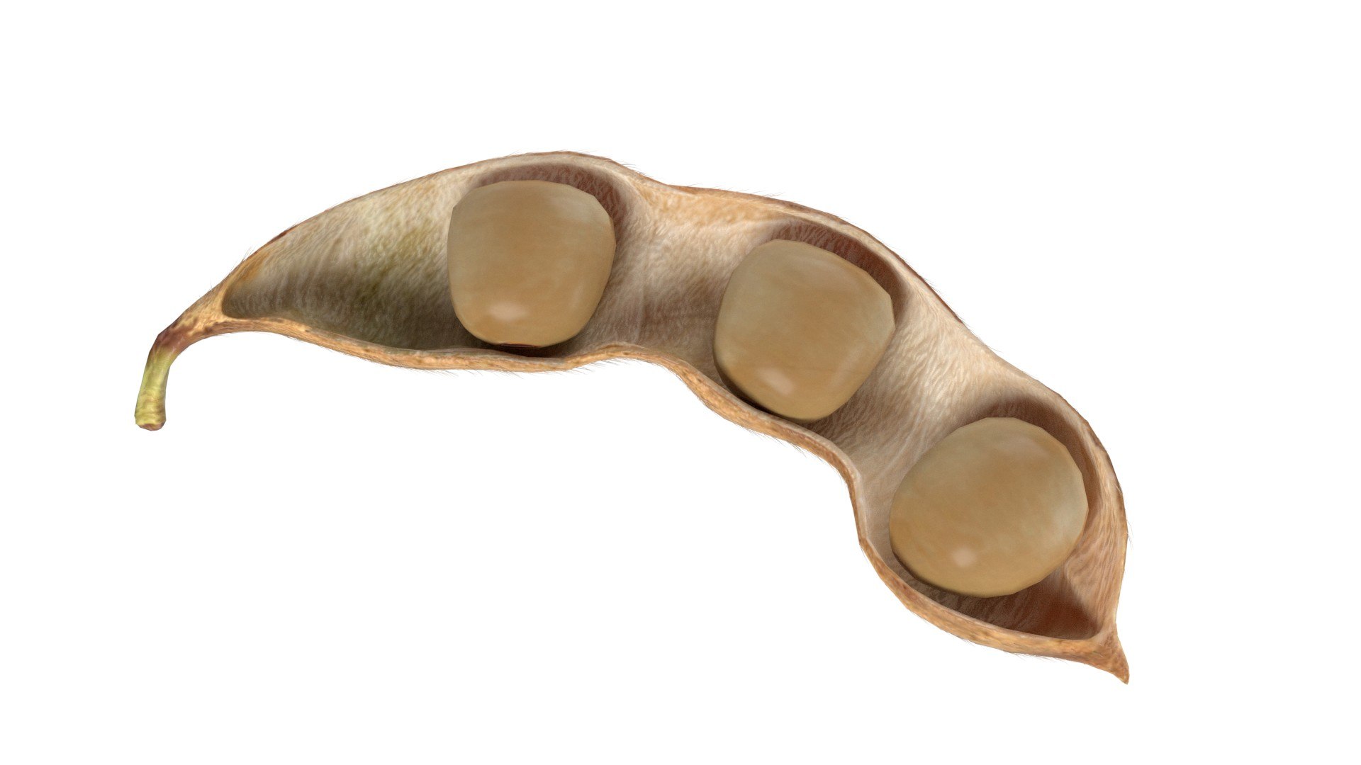 Soybean seed pod dried 3D https://p.turbosquid.com/ts-thumb/Iy/6advRr/qo/6/jpg/1745466068/1920x1080/fit_q87/43b0f7e375dee78f1af0678ce014c404056a7cac/6.jpg