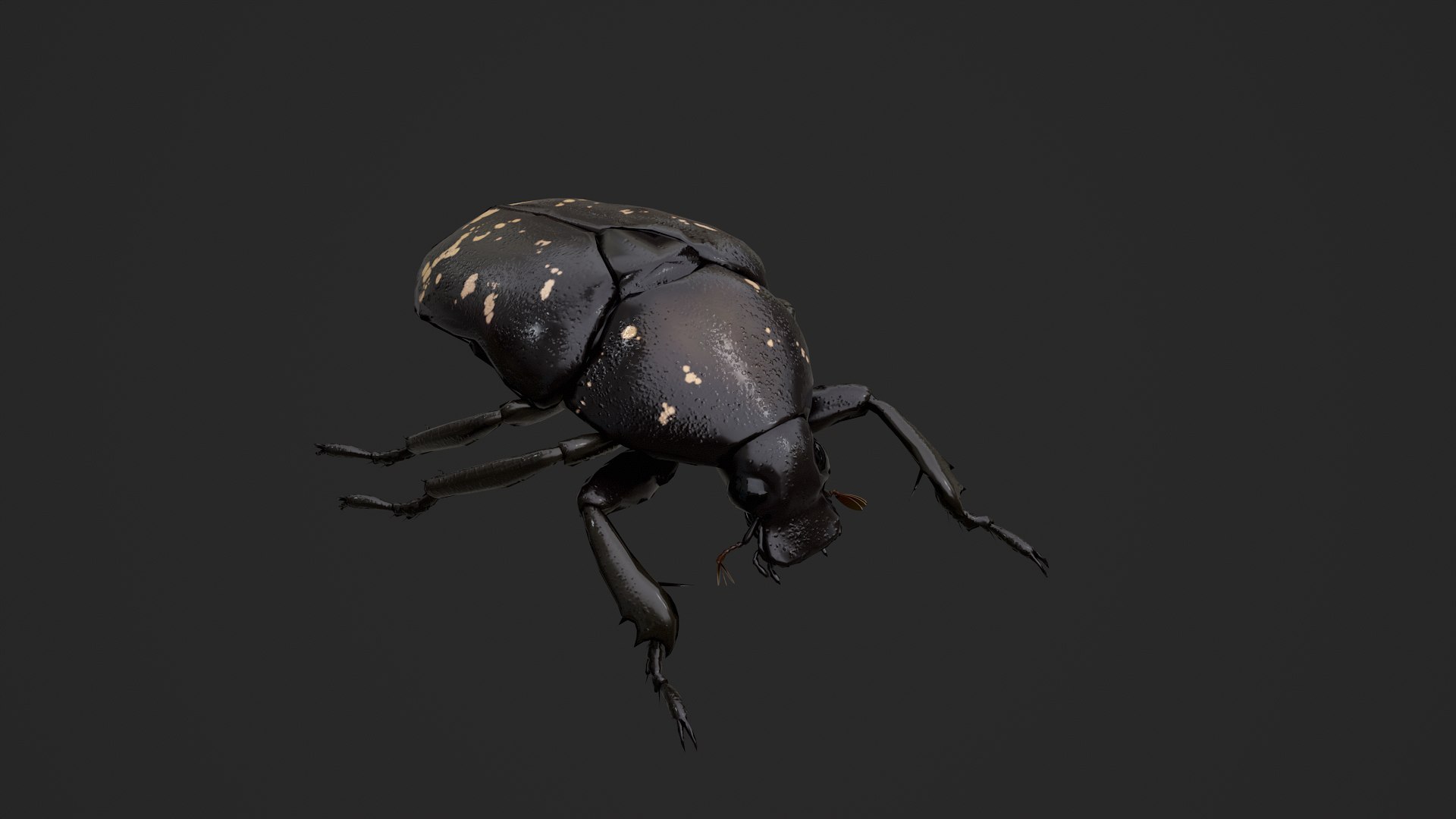 Spotted Chafer Beetle Protaetia brevitarsis 3D model https://p.turbosquid.com/ts-thumb/Iy/DhK9Gd/Cq/untitled_004/png/1764409127/1920x1080/fit_q87/665a33691eb920012b9e103e9021ec1cce716fce/untitled_004.jpg