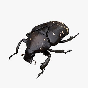 Spotted Chafer Beetle Protaetia brevitarsis 3D model