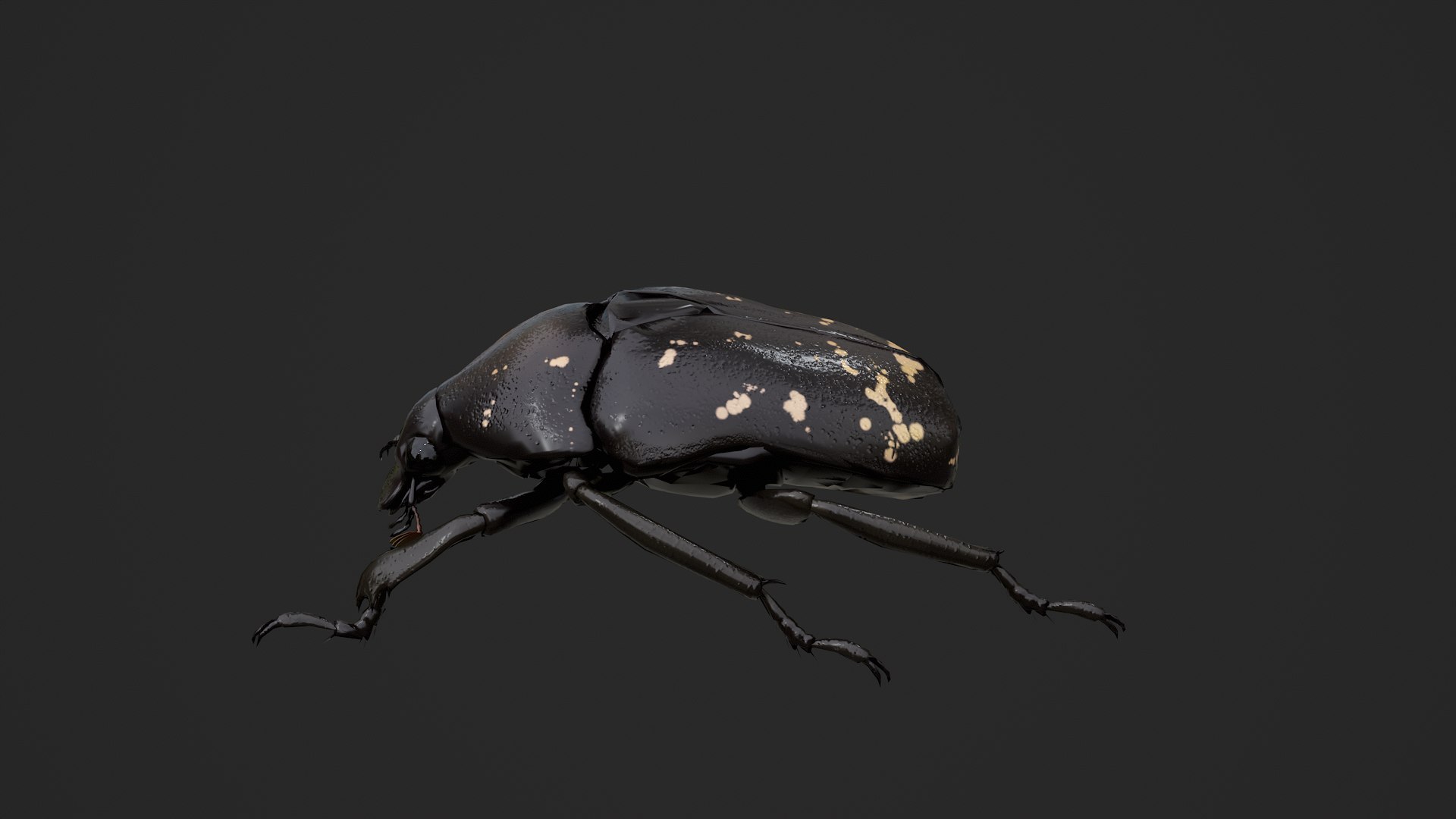 Spotted Chafer Beetle Protaetia brevitarsis 3D model https://p.turbosquid.com/ts-thumb/Iy/DhK9Gd/Pp/untitled_002/png/1764409126/1920x1080/fit_q87/dbbf7cfeae568ea5acac9255e3afa231c5c7348d/untitled_002.jpg