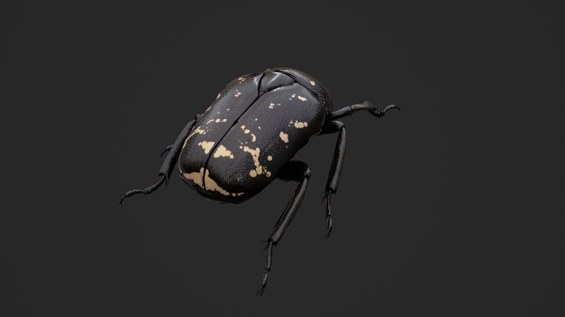 Spotted Chafer Beetle Protaetia brevitarsis 3D model https://p.turbosquid.com/ts-thumb/Iy/DhK9Gd/gr/untitled_003/png/1764409131/1920x1080/fit_q87/bef87c2e4d578a23dc8cd6557943a9ec342e940c/untitled_003.jpg