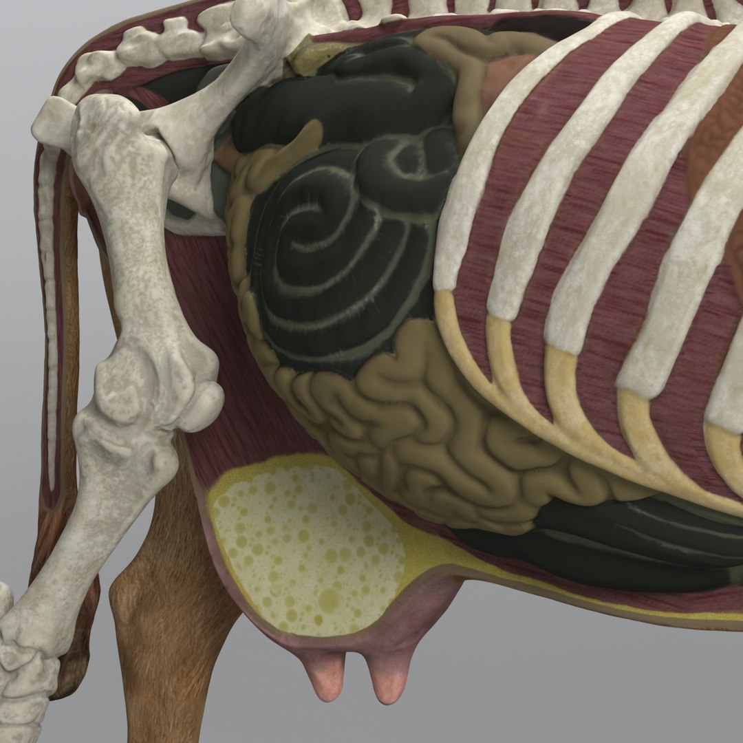 3d Model Of Cow Anatomy