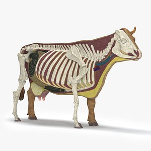 3d model of cow anatomy