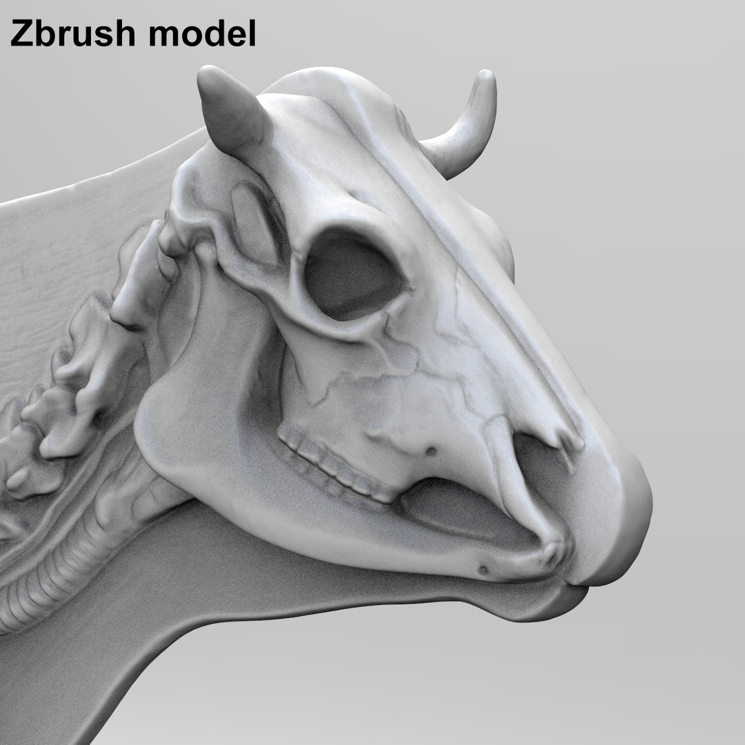 3d model of cow anatomy