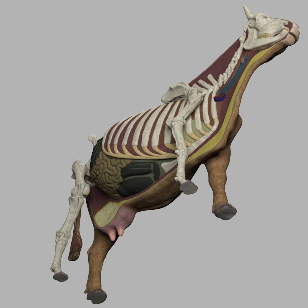 3d Model Of Cow Anatomy