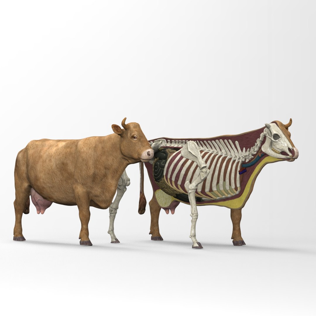 3d model of cow anatomy