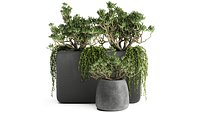 Crassula in a black flowerpots 811