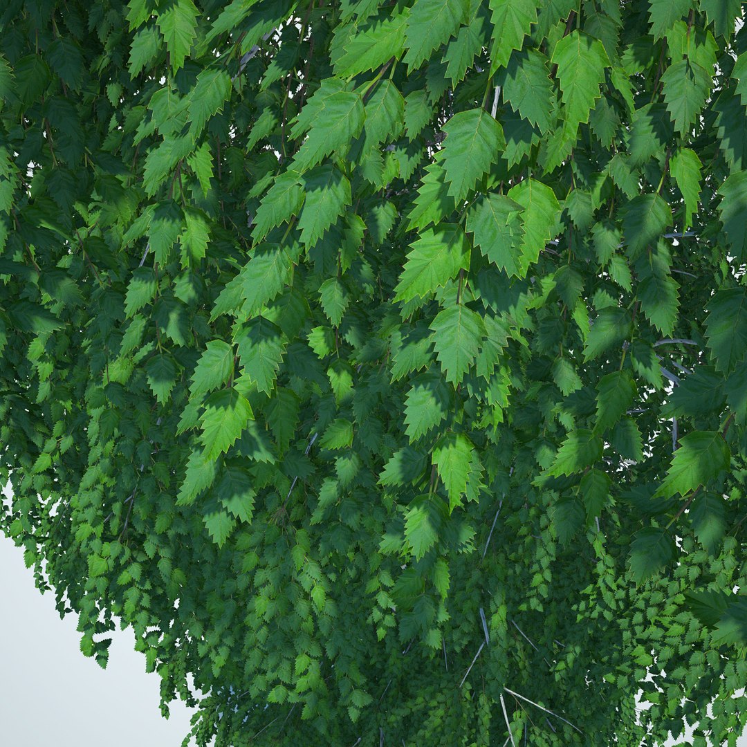 objects 3d obj https://p.turbosquid.com/ts-thumb/Iy/MQVGGf/653QWRqC/birch20metresummer04/jpg/1409882793/1920x1080/fit_q87/bf1f00cf3dbd6e6eef6e9d0f9d71bc5d20746a53/birch20metresummer04.jpg