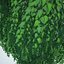 Birch