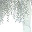 Birch