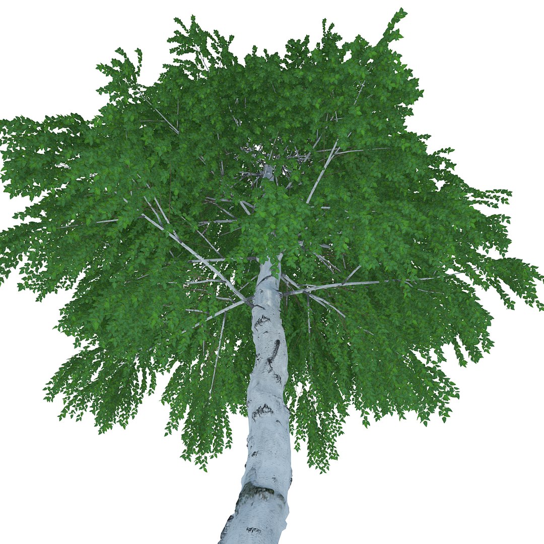 objects 3d obj https://p.turbosquid.com/ts-thumb/Iy/MQVGGf/IOUba8MS/birch20metresummer05/jpg/1409882793/1920x1080/fit_q87/8a774178e63accaf2158e6bdf2dcc32a842eadef/birch20metresummer05.jpg