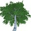 Birch