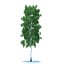 Birch