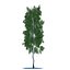 Birch