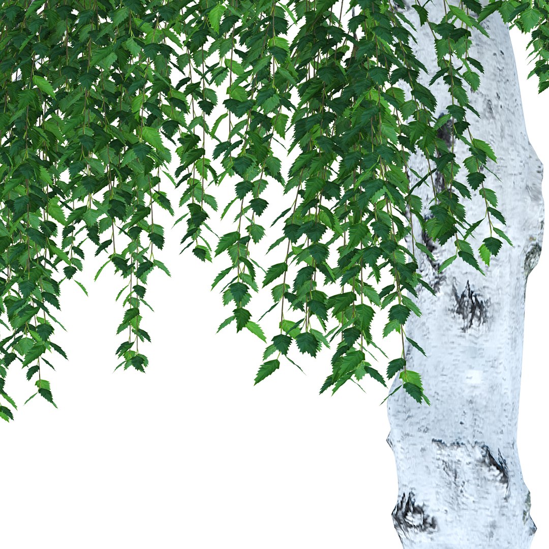 objects 3d obj https://p.turbosquid.com/ts-thumb/Iy/MQVGGf/amm903sp/birch20metresummer03/jpg/1409882793/1920x1080/fit_q87/474b7376197eb4e00c666c706f980454dc24622e/birch20metresummer03.jpg
