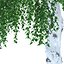 Birch