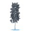 Birch