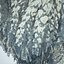 Birch