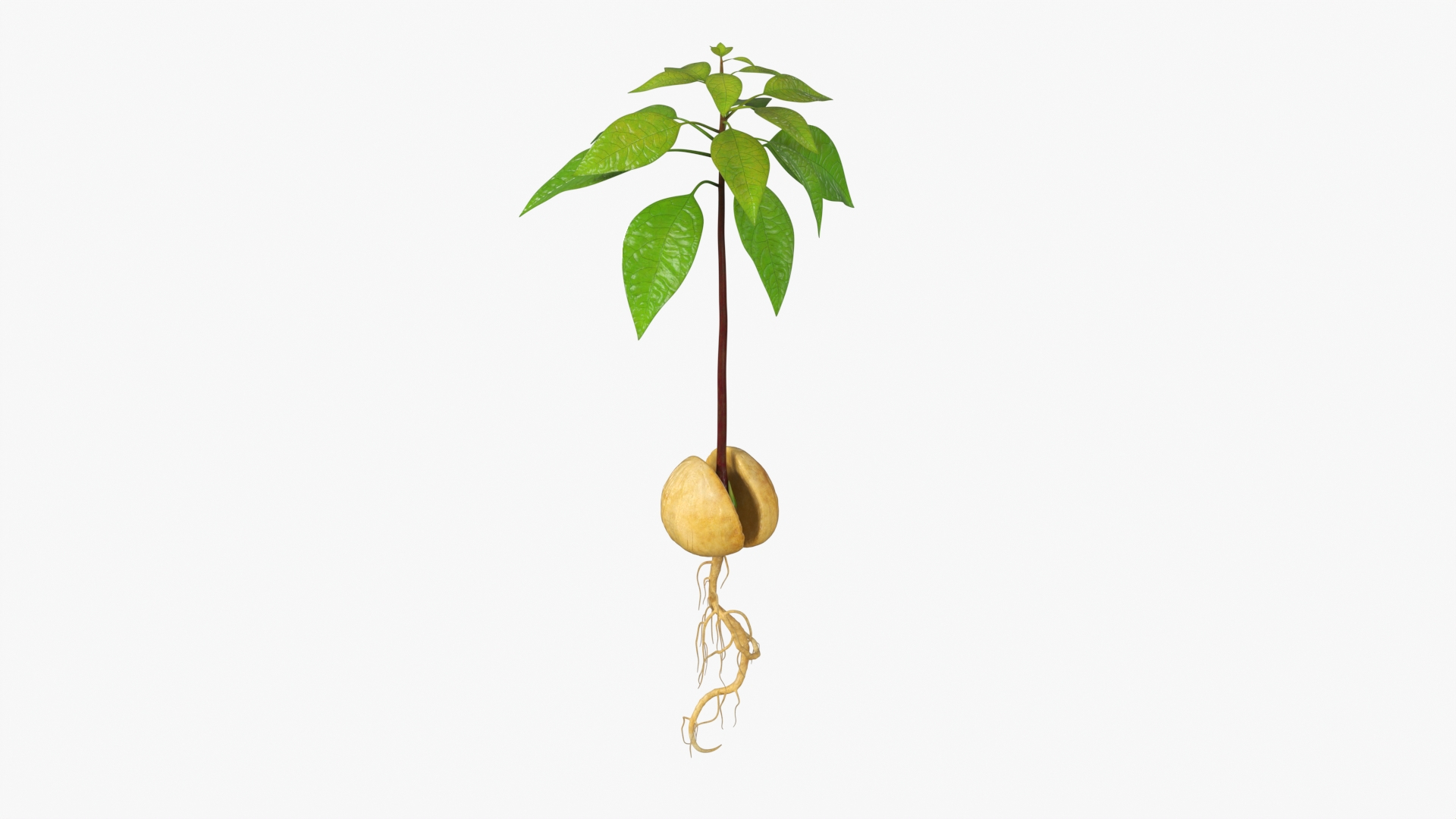 3D model Sprouted Avocado Seed with Full Root System https://p.turbosquid.com/ts-thumb/Iy/OpsuRa/Cs/sprouted_avocado_seed_with_full_root_system_360/jpg/1758129237/1920x1080/turn_fit_q99/f258c3a153bde23f4283449ea11ca785be05e6bb/sprouted_avocado_seed_with_full_root_system_360-1.jpg