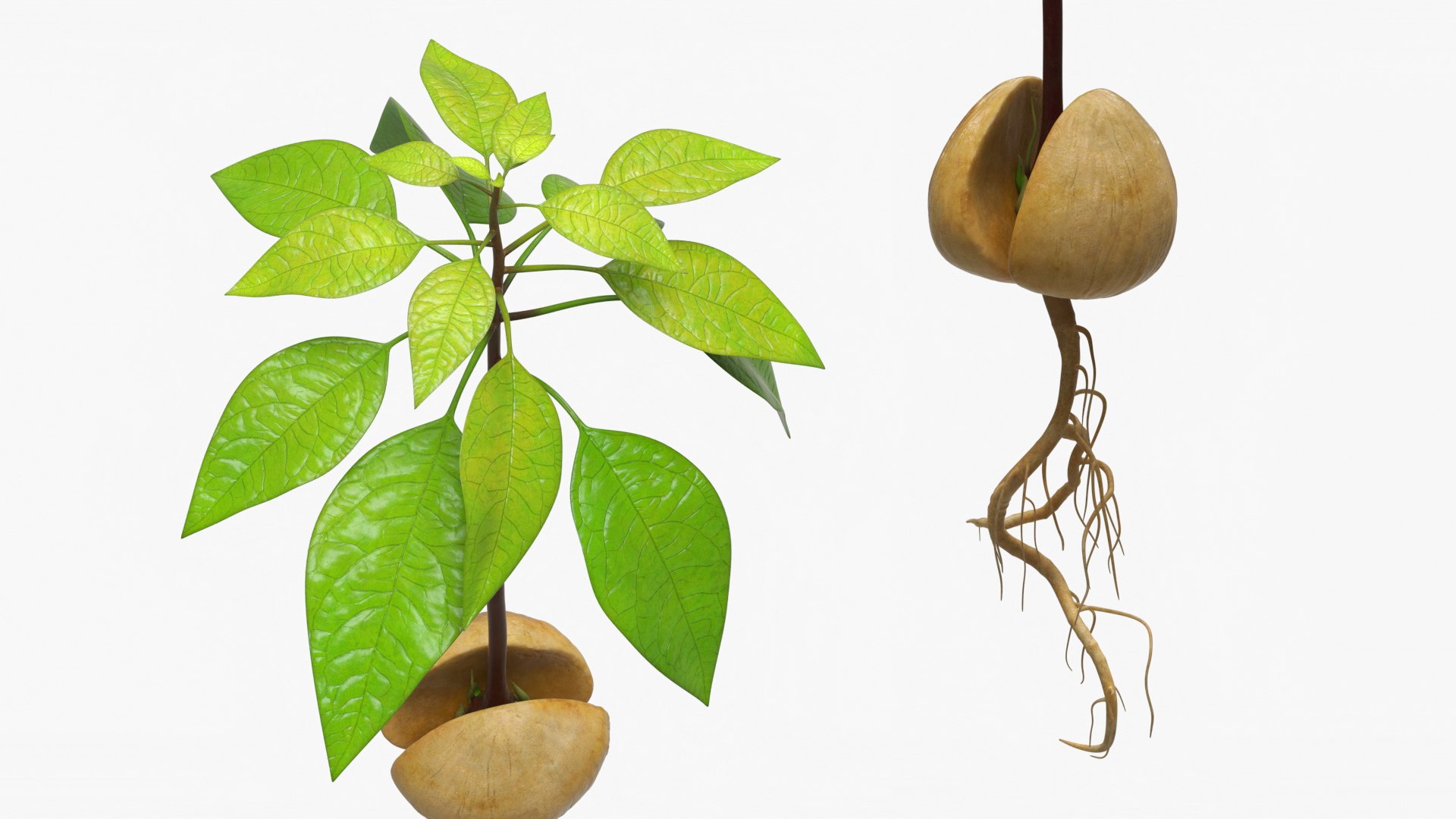 3D model Sprouted Avocado Seed with Full Root System https://p.turbosquid.com/ts-thumb/Iy/OpsuRa/HF/sprouted_avocado_seed_with_full_root_system_004/jpg/1758129319/1920x1080/fit_q87/55dd155b22c5e2e7eff87d29c297e16f9311f575/sprouted_avocado_seed_with_full_root_system_004.jpg