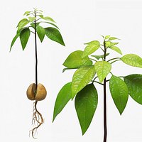 Sprouted Avocado Seed with Full Root System