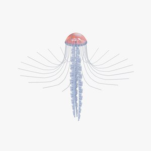 3D Chrysaora quinquecirrha Jellyfish Rigged model