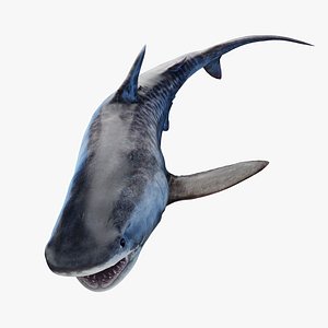 Tiger Shark Animated 3D model