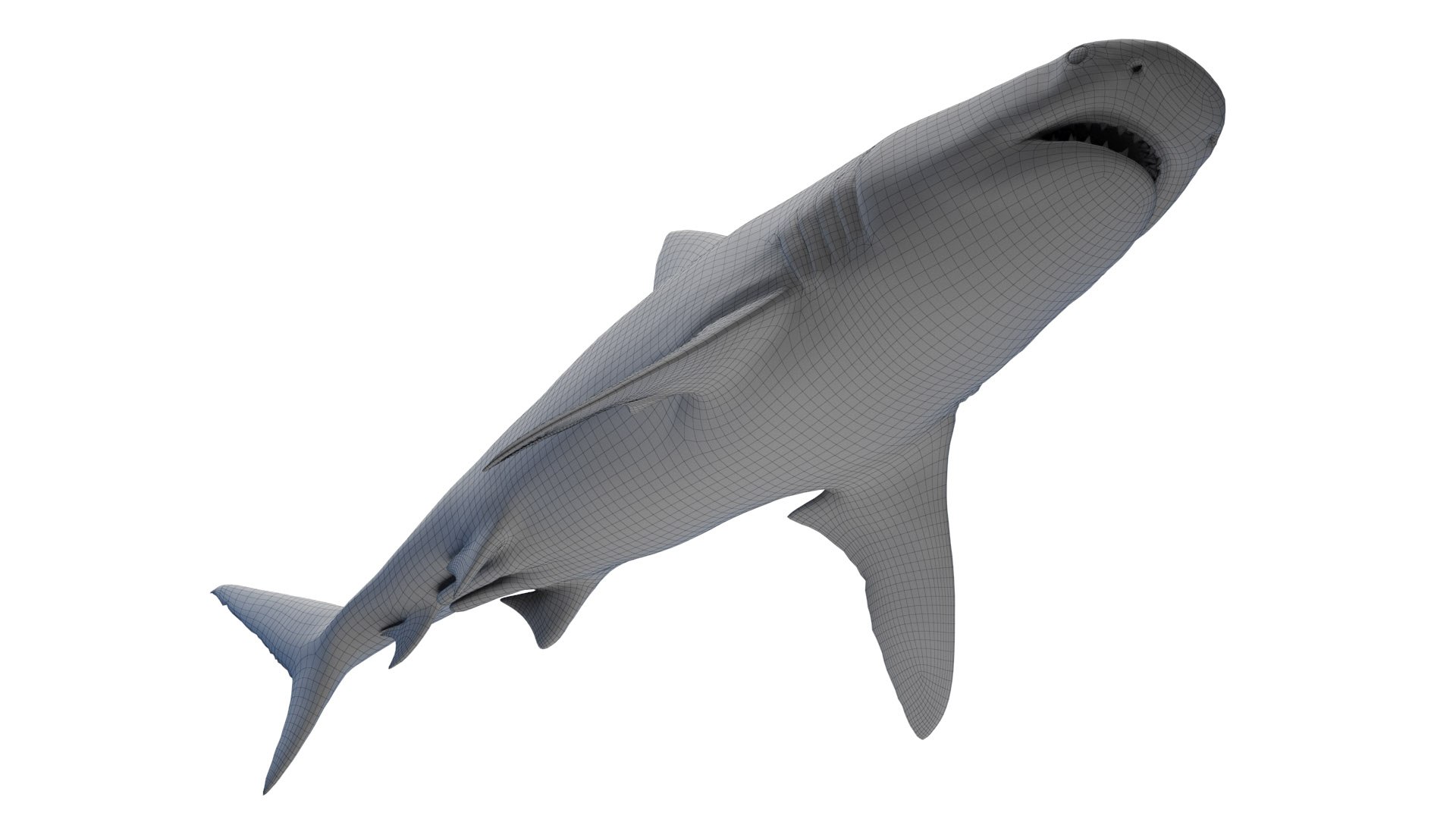 Tiger Shark Animated 3D model https://p.turbosquid.com/ts-thumb/Iy/RHoY8V/JF/tigershark_wire0000/jpg/1699784336/1920x1080/fit_q87/2f973aa4c5b0413e87e8efab6d6aa4cfc823dde1/tigershark_wire0000.jpg