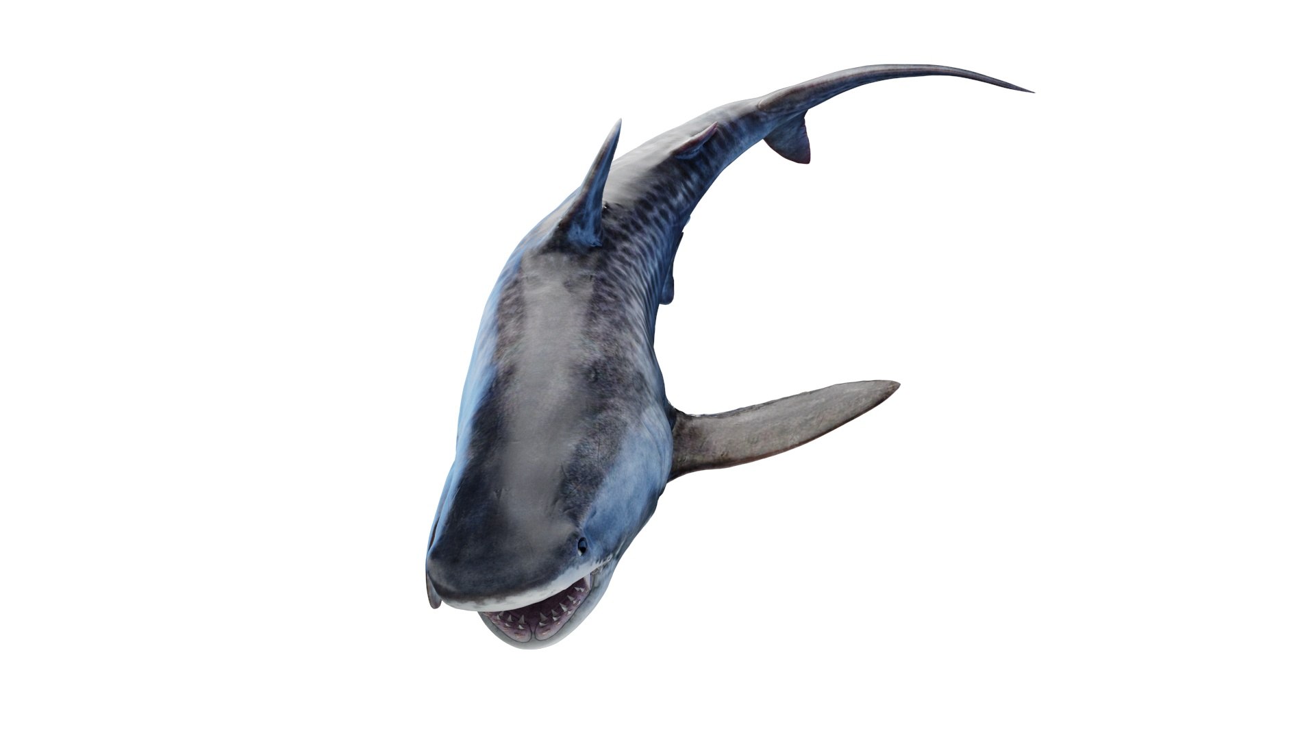 Tiger Shark Animated 3D model https://p.turbosquid.com/ts-thumb/Iy/RHoY8V/ef/tiger_shark_animated_poses_0000/jpg/1699784010/1920x1080/fit_q87/f525b708566304779c259a297dd0495739c27f19/tiger_shark_animated_poses_0000.jpg