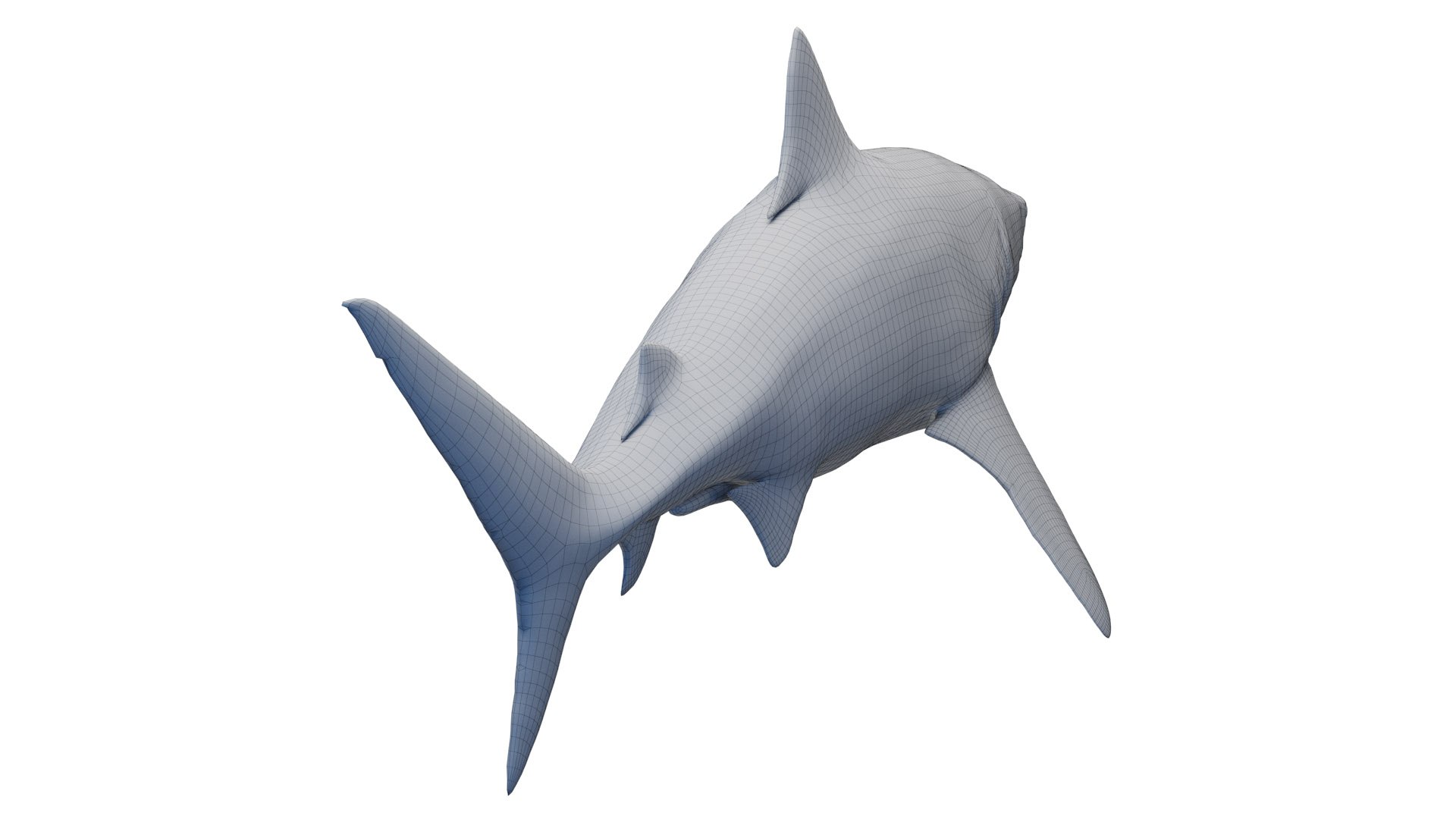 Tiger Shark Animated 3D model https://p.turbosquid.com/ts-thumb/Iy/RHoY8V/qQ/tigershark_wire0004/jpg/1699784335/1920x1080/fit_q87/f284950baf80b9471f1f06d76f6a9804b2b05a91/tigershark_wire0004.jpg