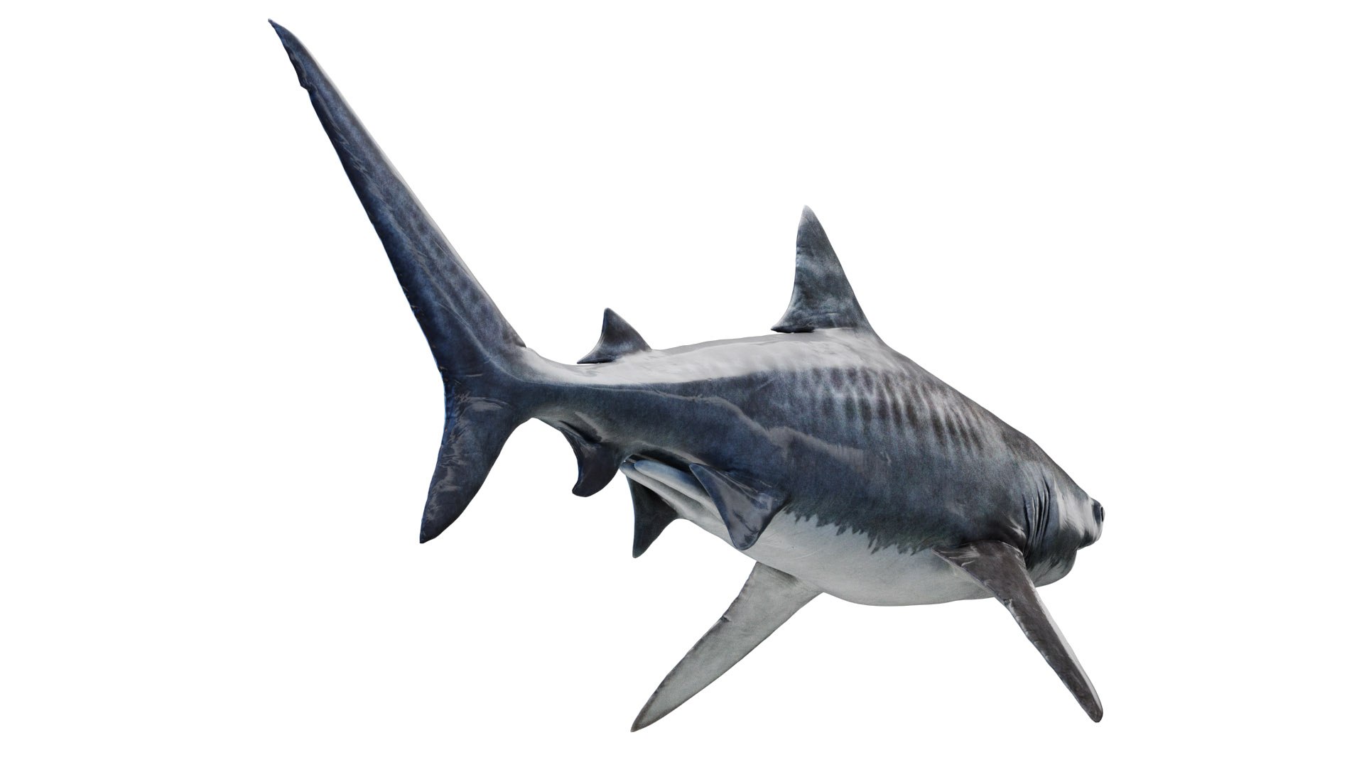 Tiger Shark Animated 3D model https://p.turbosquid.com/ts-thumb/Iy/RHoY8V/yh/tigershark0003/jpg/1699784306/1920x1080/fit_q87/34336de90f1e4f51a8737059f04ffc2b7b7df765/tigershark0003.jpg