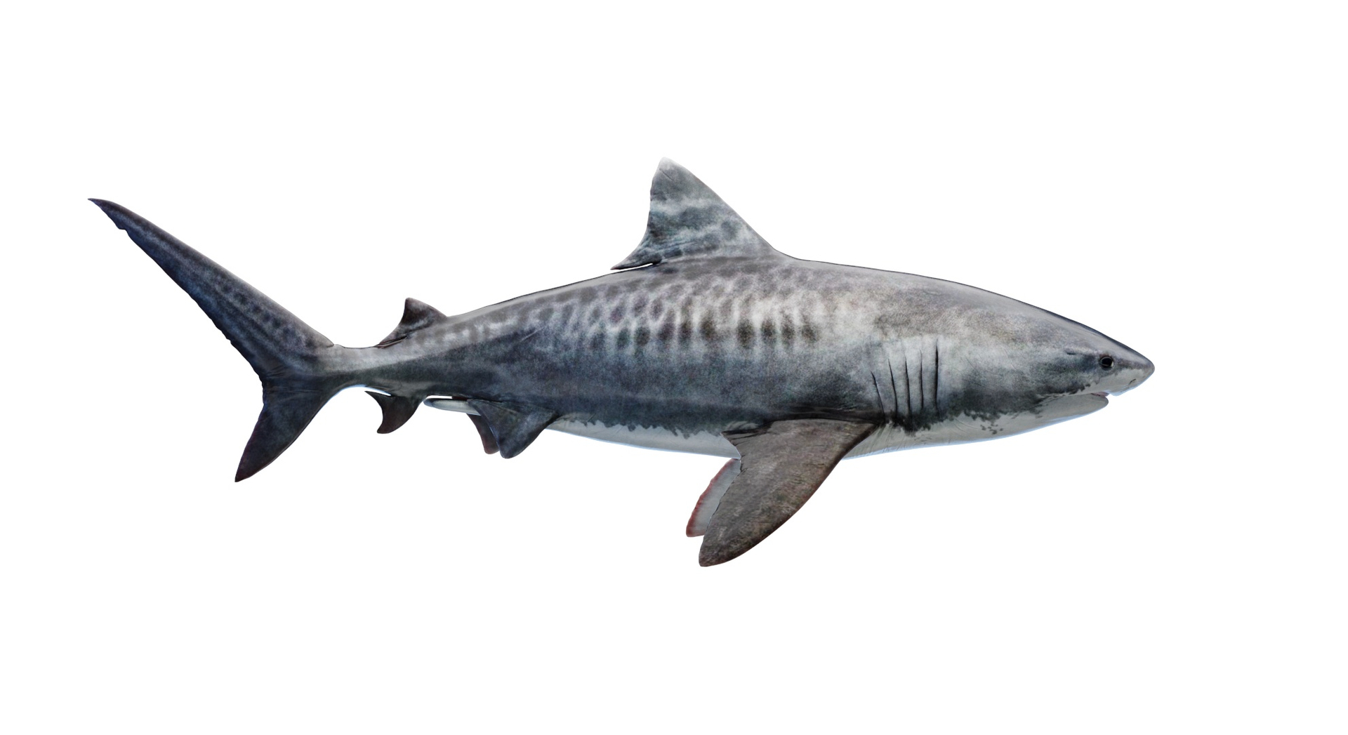 Tiger Shark Animated 3D Model - TurboSquid 2150861